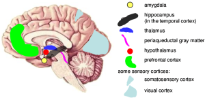 Brain Areas Involved In Fear