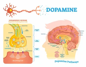 What Is Dopamine