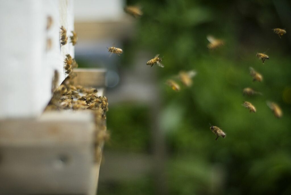 Fear Of Bugs: Meaning, Signs, Causes, Treatment And More