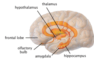 How Does The Limbic System Work