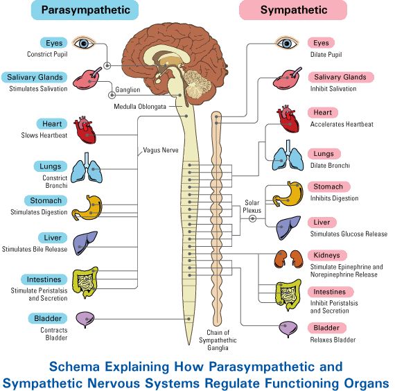 Parasympathetic Nervous System