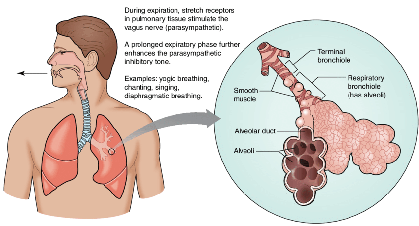 Parasympathetic Nervous System