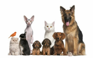 Animal-assisted Therapy