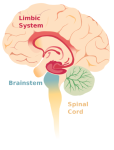 What Is Limbic System
