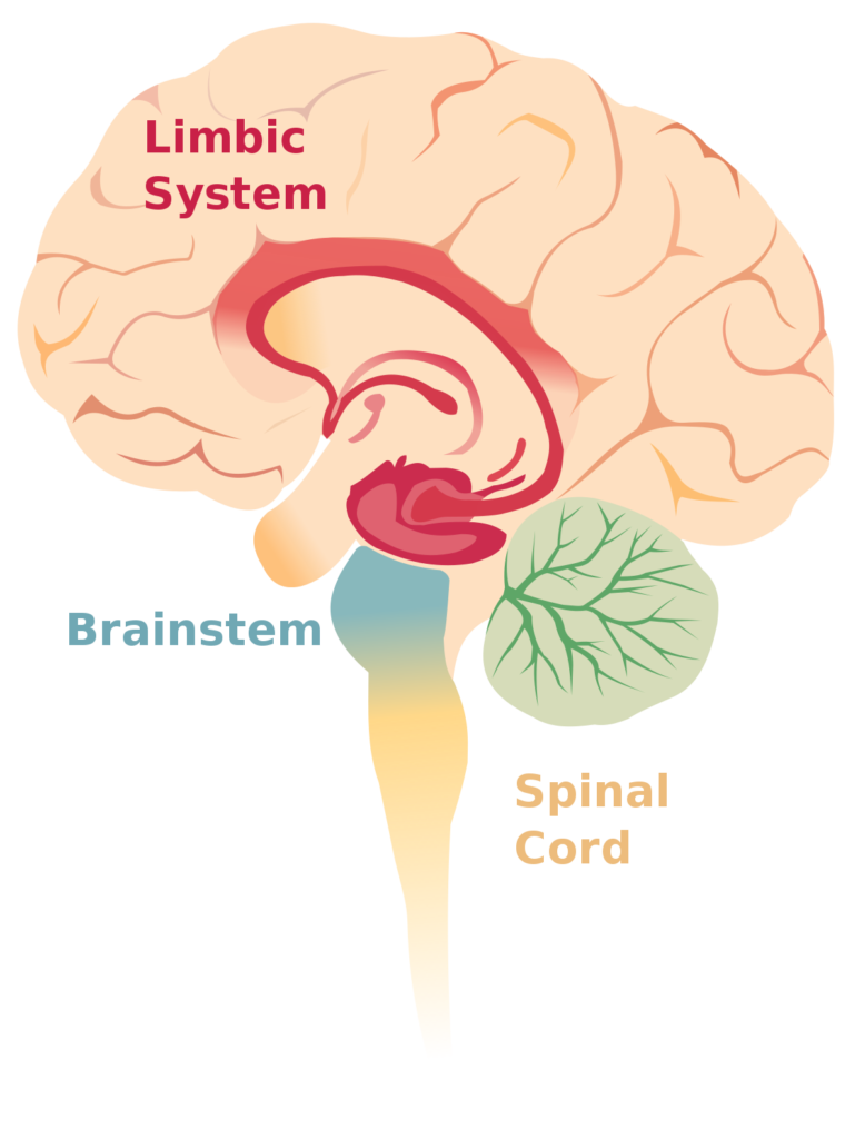 Limbic System Functions: Problems, Responsibility And It's Health