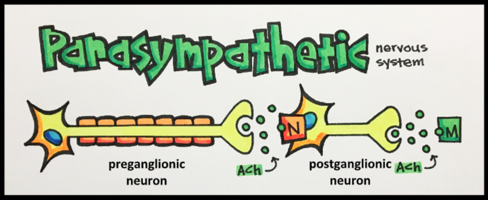 Parasympathetic Nervous System