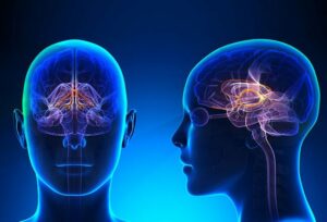 limbic system function