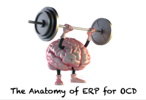 Anatomy-of-ERP-for-OCD