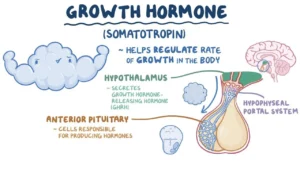 Growth hormone